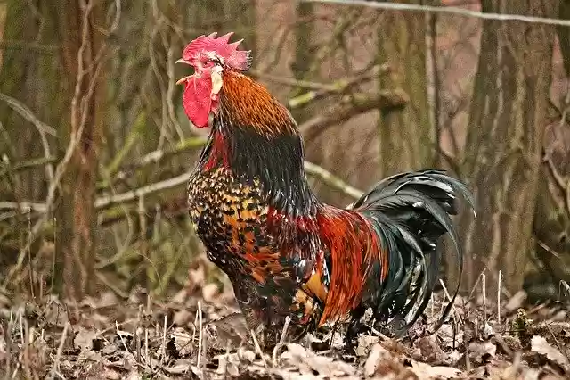 Free download Bird Hahn Chicken -  free photo or picture to be edited with GIMP online image editor