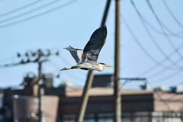 Free download bird heron gray heron wings flying free picture to be edited with GIMP free online image editor