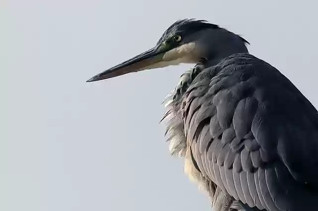 Free download Bird Heron Grey -  free photo or picture to be edited with GIMP online image editor