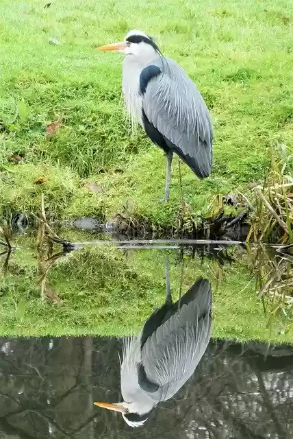 Free download bird heron ornithology kind fauna free picture to be edited with GIMP free online image editor