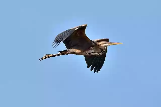 Free download bird heron wings flight sky free picture to be edited with GIMP free online image editor