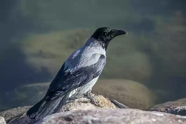 Free download bird hooded crow crow wildlife free picture to be edited with GIMP free online image editor