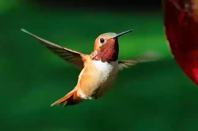 Free download bird hummingbird rufous flying free picture to be edited with GIMP free online image editor