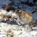 bird in the winter sky  screen for extension Chrome web store in OffiDocs Chromium