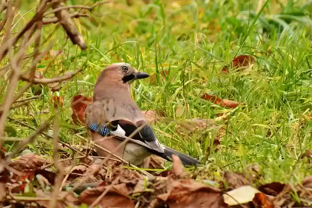 Free download bird jay matry bird winged animal free picture to be edited with GIMP free online image editor