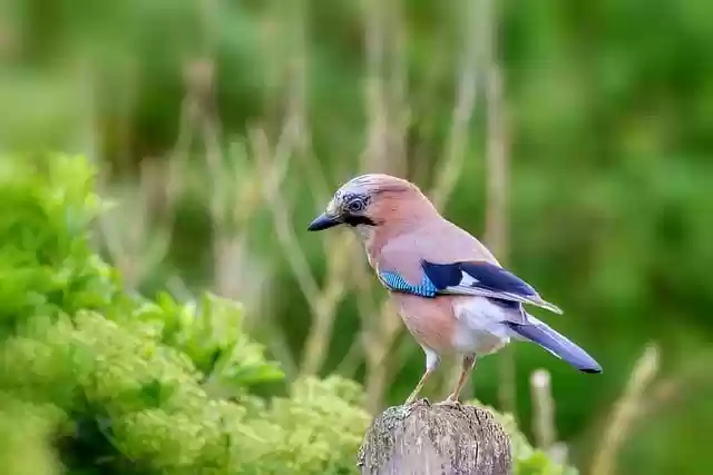 Free download bird jay wildlife birds of prey free picture to be edited with GIMP free online image editor