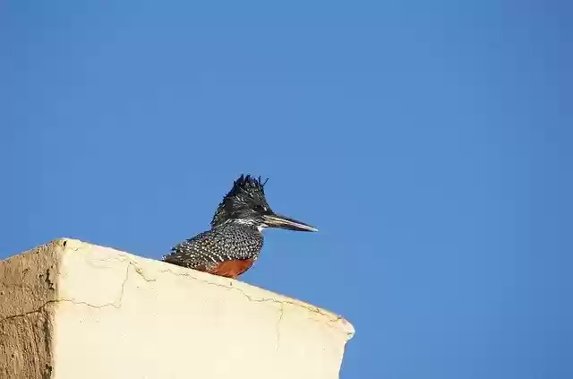 Free download Bird Kingfisher -  free photo or picture to be edited with GIMP online image editor