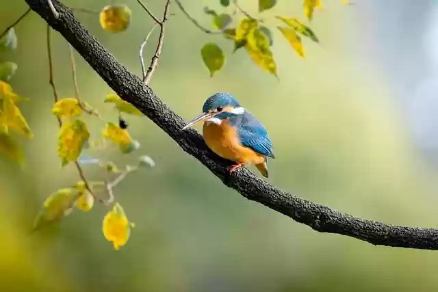 Free download bird kingfisher beak feathers free picture to be edited with GIMP free online image editor