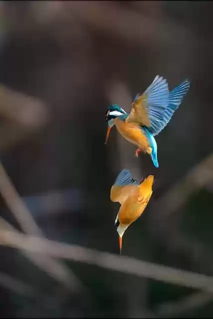 Free download bird kingfisher beak wings free picture to be edited with GIMP free online image editor