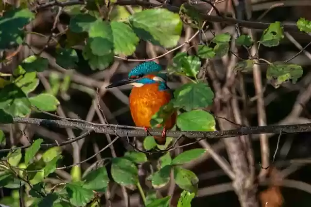 Free download bird kingfisher bird watching free picture to be edited with GIMP free online image editor