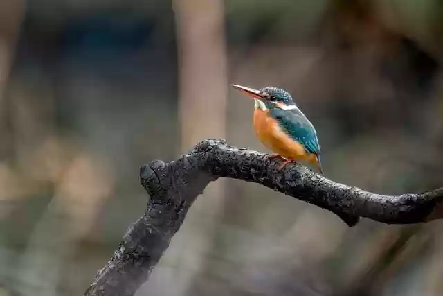Free download bird kingfisher branch scalpel free picture to be edited with GIMP free online image editor