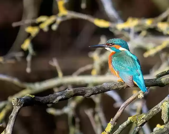 Free download bird kingfisher ornithology species free picture to be edited with GIMP free online image editor