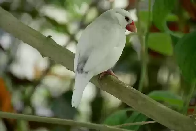 Free download Bird Leaves Animal Close -  free photo or picture to be edited with GIMP online image editor