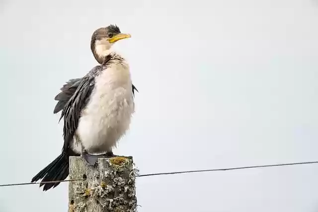 Free download bird little pied cormorant free picture to be edited with GIMP free online image editor