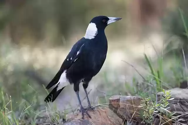 Free download bird magpie feathers plumage free picture to be edited with GIMP free online image editor