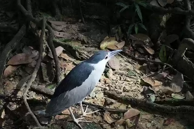 ດາວ​ໂຫຼດ​ຟຣີ Bird Malaysia Nature - ຟຣີ​ຮູບ​ພາບ​ຫຼື​ຮູບ​ພາບ​ທີ່​ຈະ​ໄດ້​ຮັບ​ການ​ແກ້​ໄຂ​ທີ່​ມີ GIMP ອອນ​ໄລ​ນ​໌​ບັນ​ນາ​ທິ​ການ​ຮູບ​ພາບ​