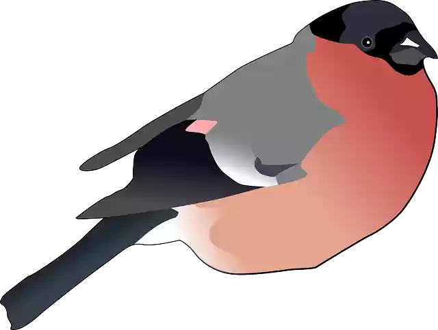 Free download Bird Male - Free vector graphic on Pixabay free illustration to be edited with GIMP free online image editor