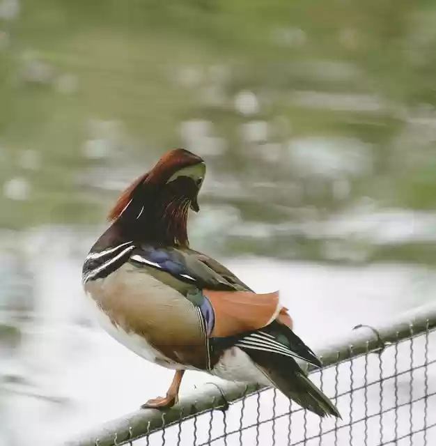 Free download bird mandarin duck ornithology free picture to be edited with GIMP free online image editor