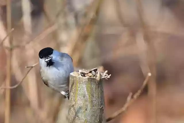 Free download bird marsh tit tit branch spring free picture to be edited with GIMP free online image editor