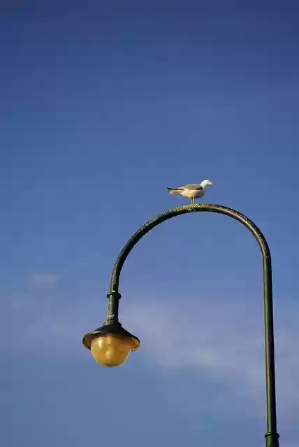 Free download Bird Melbourne Pier Light -  free free photo or picture to be edited with GIMP online image editor