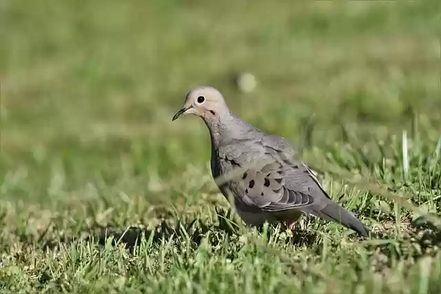 Free download bird mourning dove ornithology dove free picture to be edited with GIMP free online image editor
