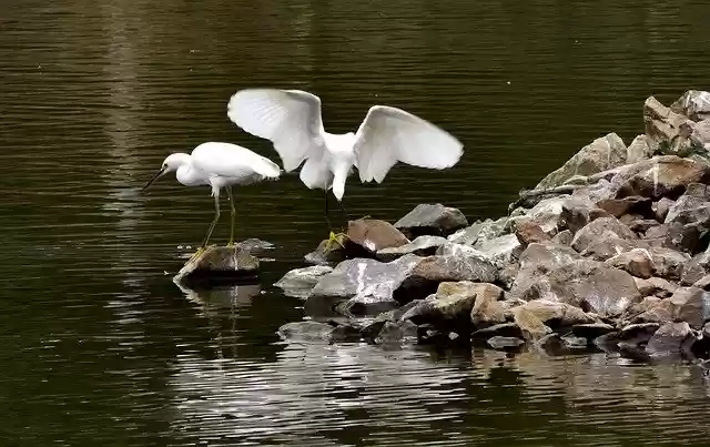 Free download Bird Nature -  free free photo or picture to be edited with GIMP online image editor