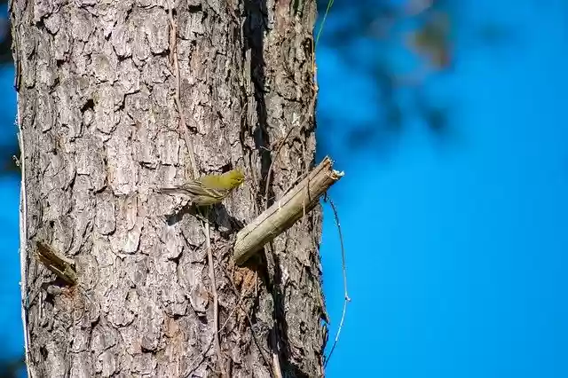 Free download Bird Nature Avian -  free photo or picture to be edited with GIMP online image editor