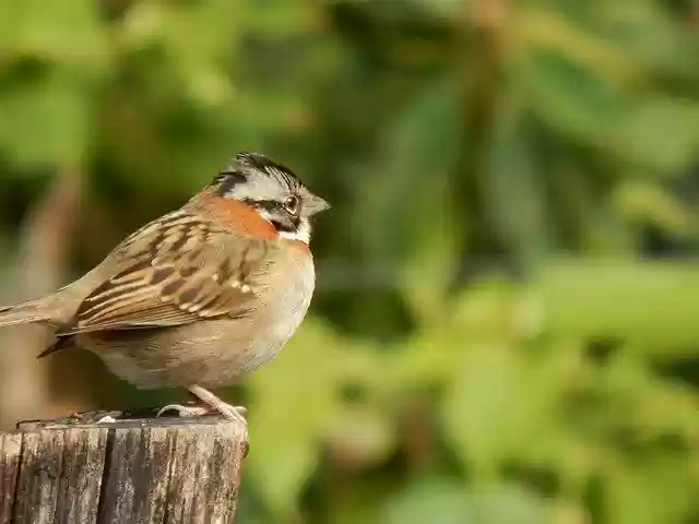 Free download Bird Nature Beautiful -  free photo or picture to be edited with GIMP online image editor