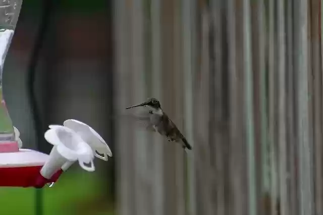 قم بتنزيل قالب صور مجاني لـ Bird Nature Hummingbird لتحريره باستخدام محرر الصور عبر الإنترنت GIMP