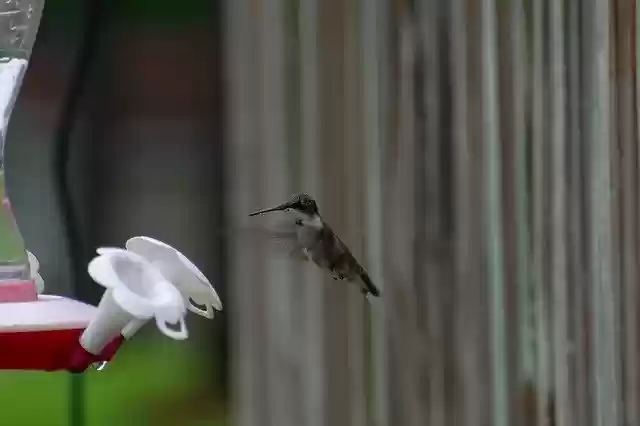 Muat turun percuma templat foto percuma Bird Nature Hummingbird untuk diedit dengan editor imej dalam talian GIMP