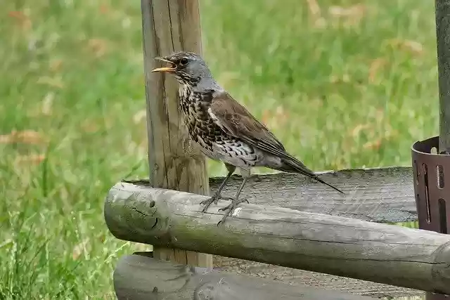 Free download Bird Nature Summer -  free photo or picture to be edited with GIMP online image editor