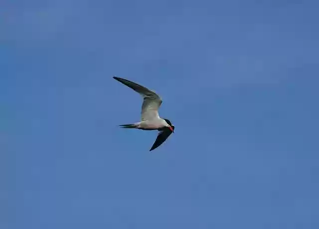 Kostenloser Download Bird Nature Tern River - kostenloses Foto oder Bild zur Bearbeitung mit GIMP Online-Bildbearbeitung