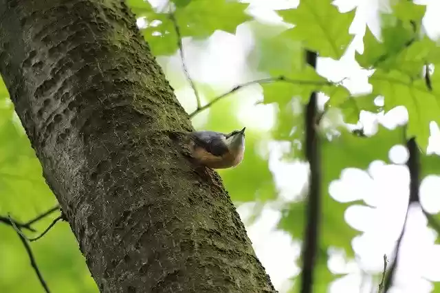 Free download Bird Nature Tree -  free photo or picture to be edited with GIMP online image editor