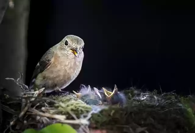 Free download bird nest chicks beak nature free picture to be edited with GIMP free online image editor