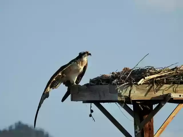Free download Bird Nest Nature -  free photo or picture to be edited with GIMP online image editor