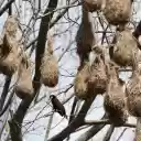 Bird Nests on Trees  screen for extension Chrome web store in OffiDocs Chromium