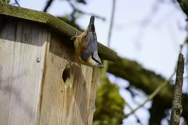 Free download bird nuthatch eurasian nuthatch free picture to be edited with GIMP free online image editor