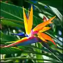 Bird of paradise flower wallpape  screen for extension Chrome web store in OffiDocs Chromium