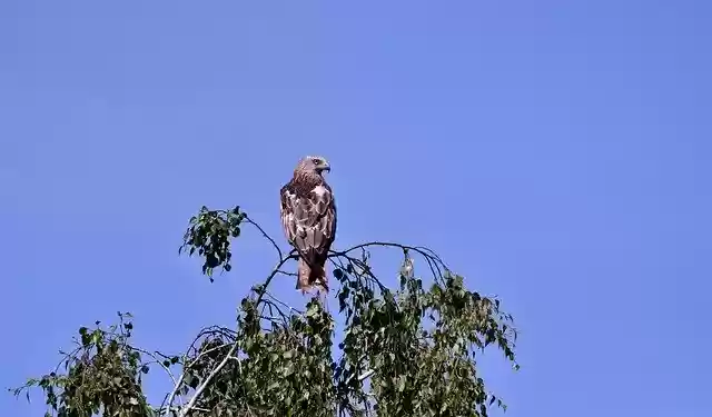Free download Bird Of Prey Red Kite -  free photo or picture to be edited with GIMP online image editor