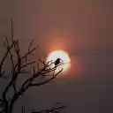 Bird on a high branch  screen for extension Chrome web store in OffiDocs Chromium