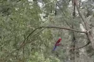 Free download Bird on a tree branch free photo or picture to be edited with GIMP online image editor