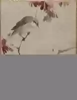 Free download Bird on Branch Watching Spider free photo or picture to be edited with GIMP online image editor