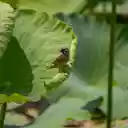 Bird on lotus leaf  screen for extension Chrome web store in OffiDocs Chromium