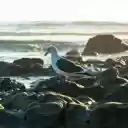 Bird on the beach rocks  screen for extension Chrome web store in OffiDocs Chromium