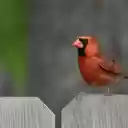 Bird on the Fence  screen for extension Chrome web store in OffiDocs Chromium