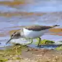 Bird on the shallow lagoon  screen for extension Chrome web store in OffiDocs Chromium