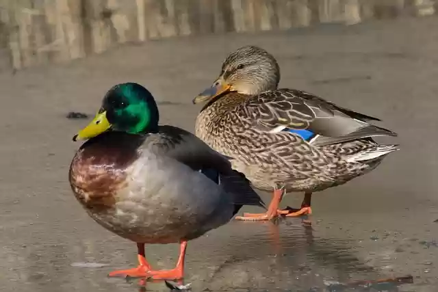 Free download bird ornithology ducks species free picture to be edited with GIMP free online image editor
