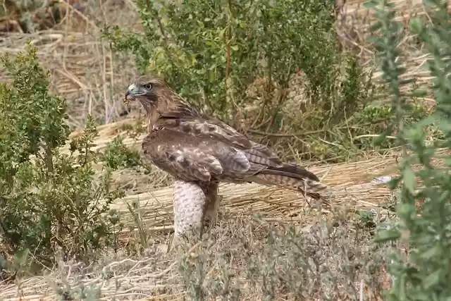 Free download bird ornithology species fauna free picture to be edited with GIMP free online image editor