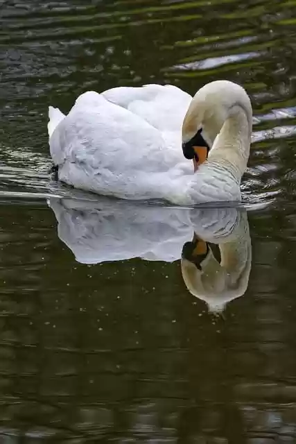 Free download bird ornithology swan feathers free picture to be edited with GIMP free online image editor