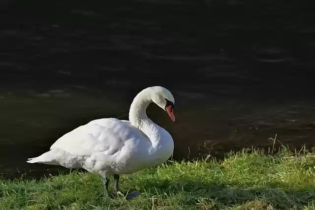 Free download bird ornithology swan mute swan free picture to be edited with GIMP free online image editor